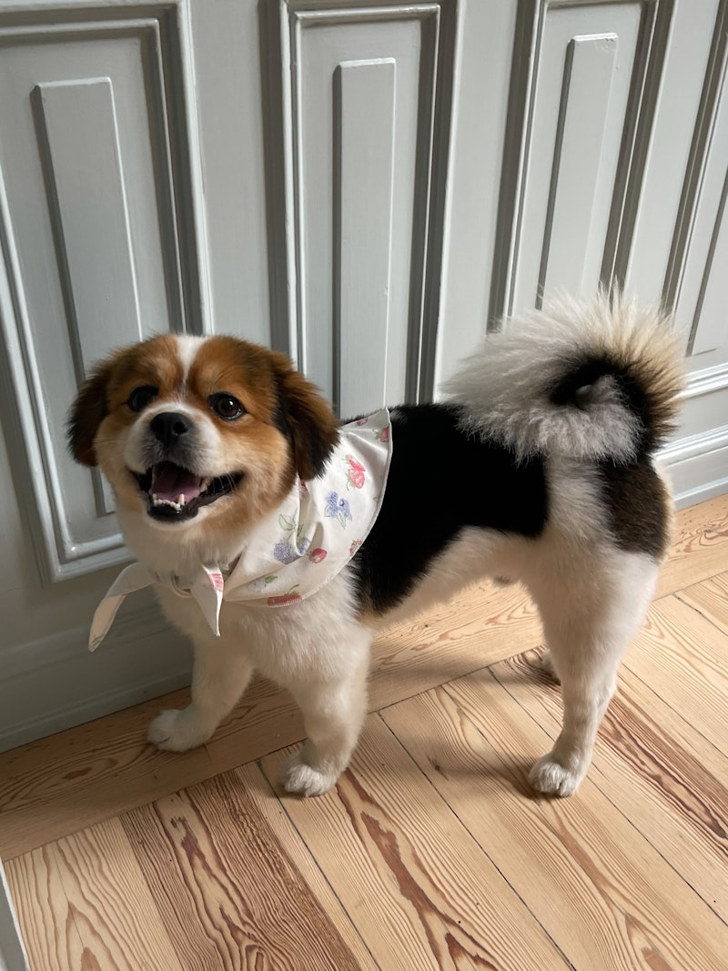 Dog Scarf Summer Berries